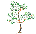 Trees graphics