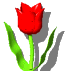 Tulips graphics