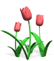 Tulips graphics
