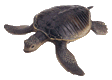 Turtles graphics