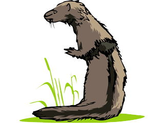 Weasel