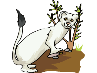 Weasel graphics