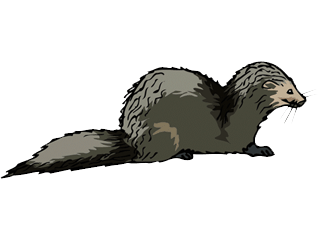 Weasel graphics