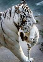 White tiger