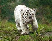 White tiger graphics