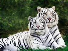 White tiger graphics