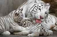White tiger graphics