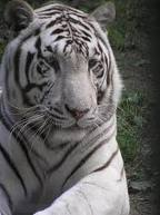 White tiger graphics