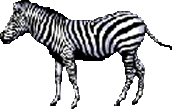 Zebra graphics