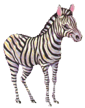 Zebra graphics
