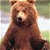 Bears icon graphics