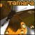 Butterflies icon graphics