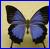 Butterflies icon graphics