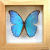 Butterflies icon graphics