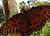Butterflies icon graphics