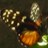 Butterflies icon graphics