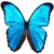 Butterflies icon graphics