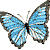 Butterflies icon graphics