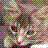 Cats icon graphics