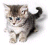 Cats icon graphics