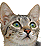 Cats icon graphics