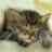 Cats icon graphics
