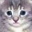 Cats icon graphics