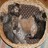 Cats icon graphics
