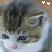 Cats icon graphics