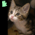 Cats icon graphics