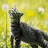 Cats icon graphics