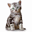 Cats icon graphics