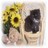 Cats icon graphics