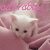Cats icon graphics