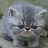 Cats icon graphics