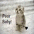 Cats icon graphics