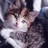 Cats icon graphics
