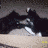 Cats icon graphics
