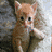 Cats icon graphics