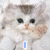 Cats icon graphics