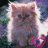Cats icon graphics