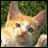Cats icon graphics