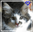 Cats icon graphics