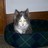 Cats icon graphics