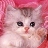Cats icon graphics