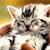 Cats icon graphics