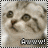 Cats icon graphics