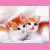 Cats icon graphics