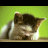 Cats icon graphics
