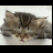 Cats icon graphics